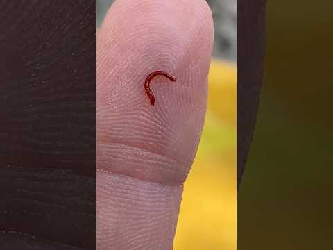 What IS IT? #larva #larvae #worm #worms #insect #insects #bug #bugs #creepy #nature #outdoors