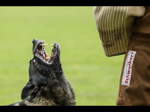 Urri z KH - W.CH. WUSV Meppen 2016 - C:93