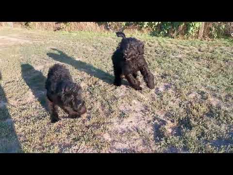 Schwarzer Russischer Terrier Welpe kaufen