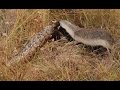 Documentary Nature - Snake Killers - Honey Badgers of The Kalahari