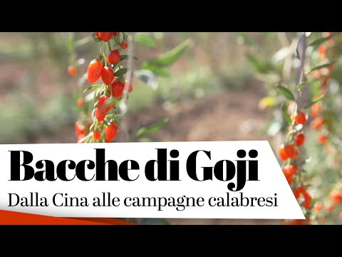 Esercizio fisico per migliorare la potenza Acquistare patogeno femminile a San Pietroburgo