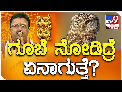Daily Devotional  | Dr.Basavaraj Guruji: ಗೂಬೆ ನೋಡಿದ್ರೆ ಏನಾಗುತ್ತೆ? | Daily Tips | #TV9D