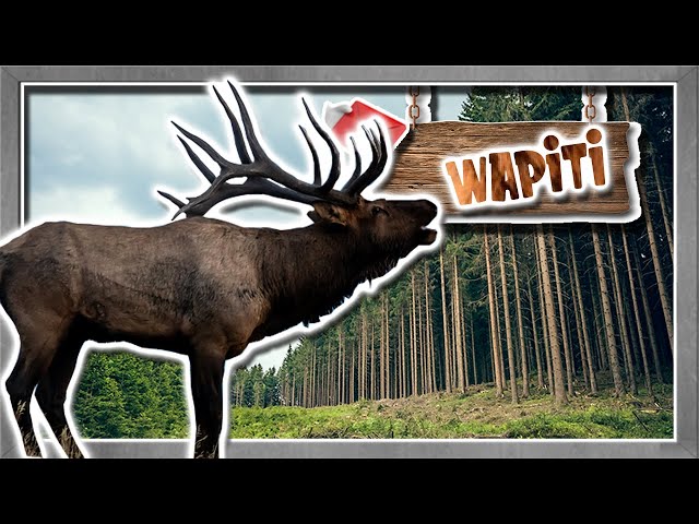 Videouttalande av Wapiti Engelska