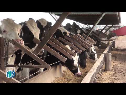 , title : 'Alternativas a la semilla de algodón en nutrición para vacas de tambo'