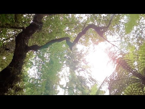 Tuim Nova Era & Madre Terra - Jiboia do Astral (432hz)