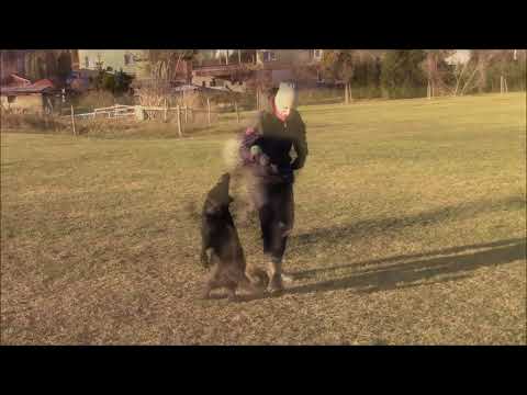 Kliff z Atarova sadu - obedience - 6 months