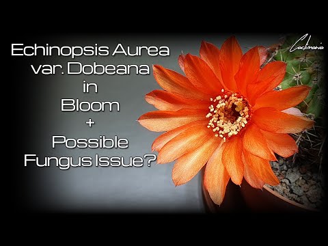 Cactus Quickie | Echinopsis Aurea var. Dobeana in Bloom | Fungal Issues?