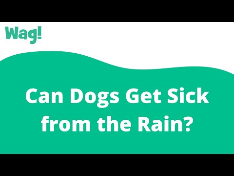 YouTube video about: Can dogs get sick from walking in the rain?