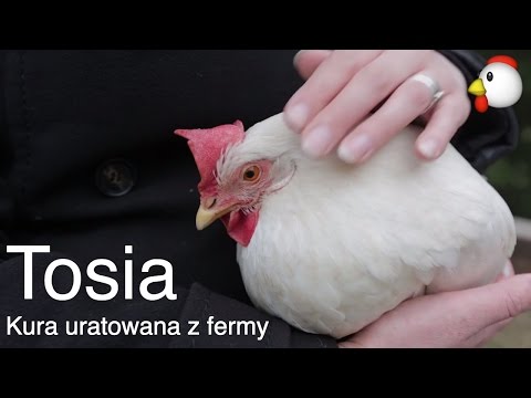 Kura Nioska