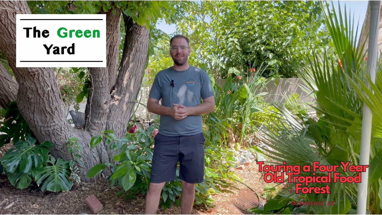 Four-year-old tropical food forest tour in Phoenix