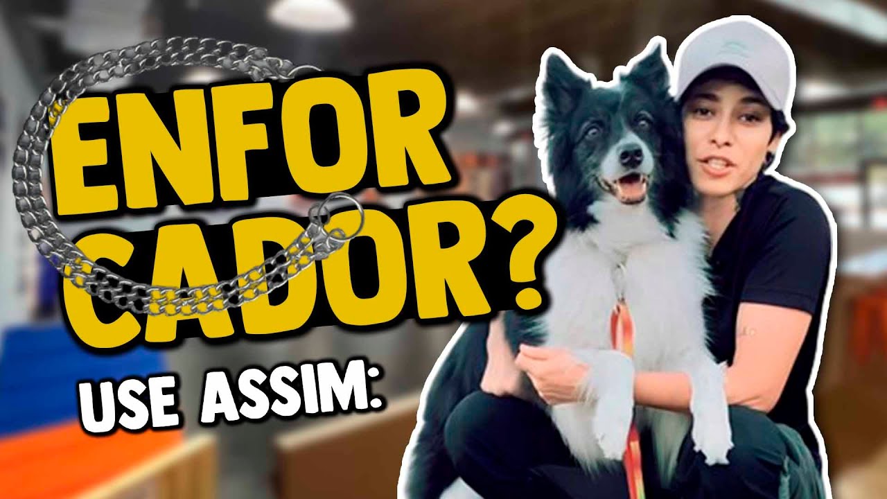 Enforcador? Como usar o Colar de Elos em cães