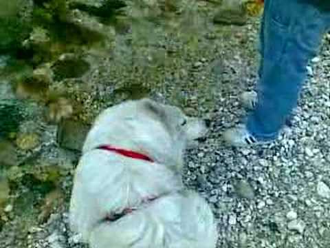 arish,dolcissimo cucciolo samoiedo