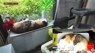 三毛猫フミちゃん　 LIVE配信　2026年7月10日　calico cat　(LIVE stream)