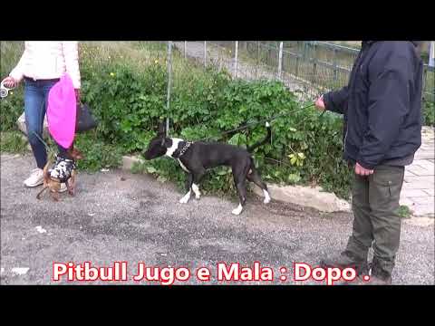 Pitbull in coppia : recupero aggressività reidiretta, cani, felini e umani