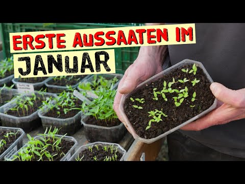Januar-Aussaaten: Ernte verlängern, Gartenjahr nutzen!