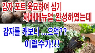감자 포트육묘 심기 재배. 메뉴얼은 완성되었는데. 감자를 캐보니 으억!! 이럴 수가. 감자재배, 감자 심기,…