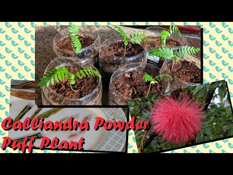 How to Grow Powder Puff Plant from Seed: Calliandra grandiflora (English)