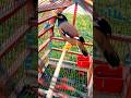 Myna Sound And Talking Myna Shorts