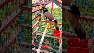 Download lagu Myna sound and Talking #myna #shorts mp3