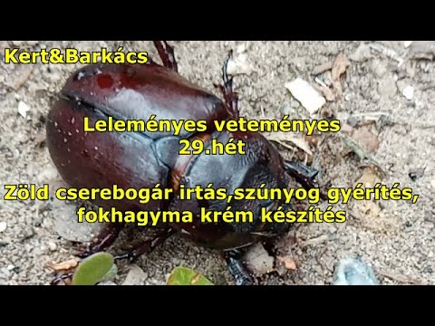 a paraziták hagyományos kezelése