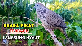 Download lagu The Best Local Raja Pikat Turtle Dove Sound to Call Opponents to Make Them Sing mp3