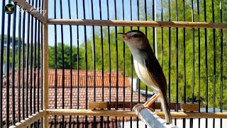 Download lagu SUARA PRENJAK SAWAH JANTAN GACOR NGEBREN NEMBAK, VOLUME LANTANG COCOK BUAT PANCINGAN PRENJAK MACET mp3