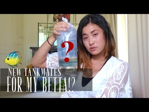 Introducing new TANKMATES to my betta fish! // Betta Fish Community Tank