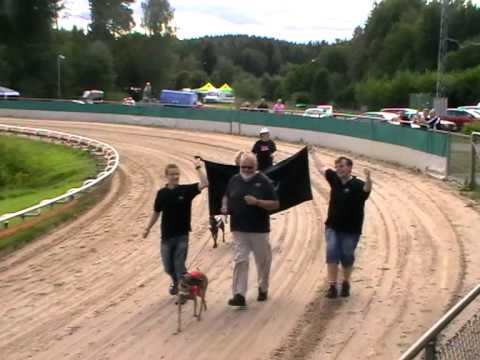 European Championship - Whippet veterans mix final