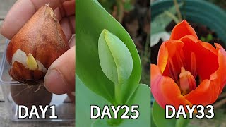 Planting flowers | How to plant tulips from bulbs | Grow tulips from bulbs in pots | planting tulips