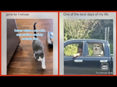 Here's What A Cat With Separation Anxiety Sounds Like!