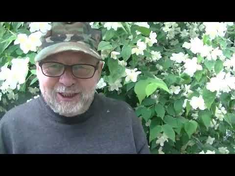 Jaśmin i jego właściwości