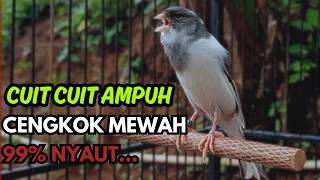 Download lagu KENARI GACOR Cuit CUIT BIRAHI SUARA Kenari MASTERAN TERBAIK UNTUK PANCINGAN & MASTERAN Kenari PAUD mp3 Download lagu KENARI GACOR Cuit CUIT BIRAHI SUARA Kenari MASTERAN TERBAIK UNTUK PANCINGAN & MASTERAN Kenari PAUD mp3