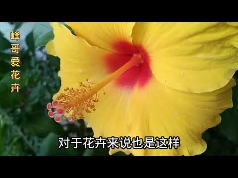 木槿花花期