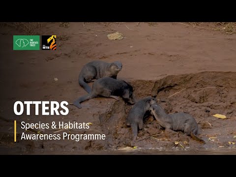Otters: India's Water Weasels & Ecosystem Guardians | THT Films