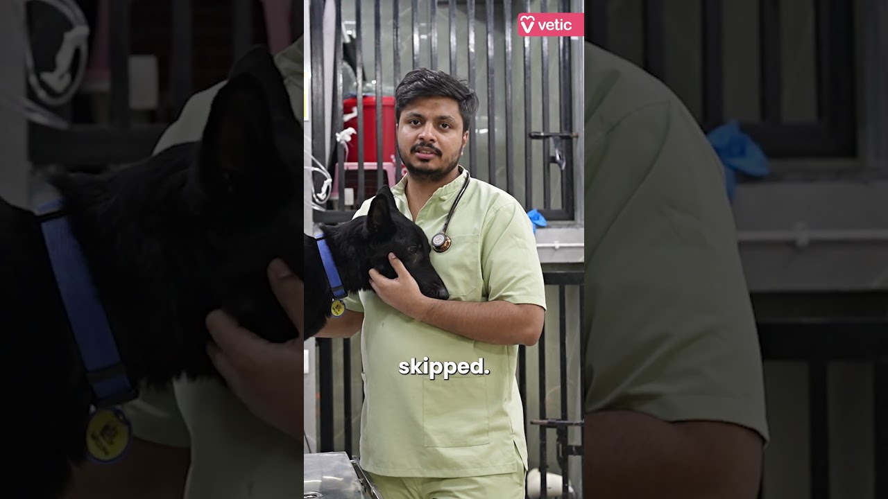 World Veterinarian Day | Vetic