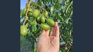 Download lagu Curahan Hati Seorang Perindu mp3