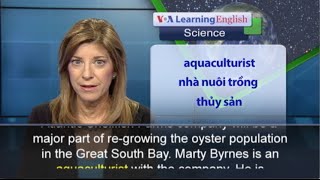 Phát âm chuẩn cùng VOA - Anh ngữ đặc biệt: Oysters return to New York's Bay (VOA)