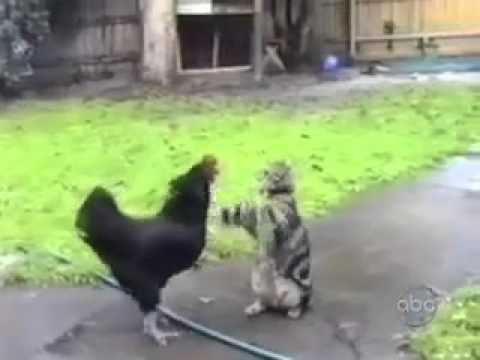 Naughty Cats...!!!......by Rajesh