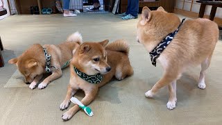 🇯🇵 Kyoto Mameshiba Café | Shiba Inu