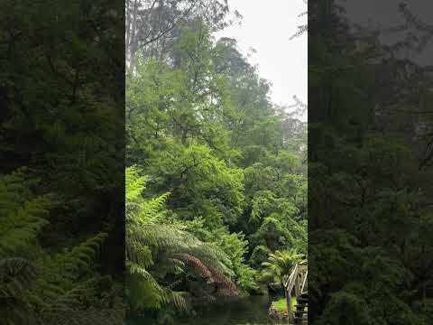 Maidenhair Tree Ginkgo biloba 