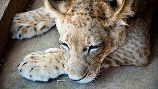 Лигры встречаются чаще, чем тигоны