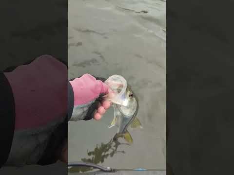 6° Torneio Paulista de Caiaque GKF, Parque Miracatu, Competidor BAKAMURA #robalo #pescaria #fishing