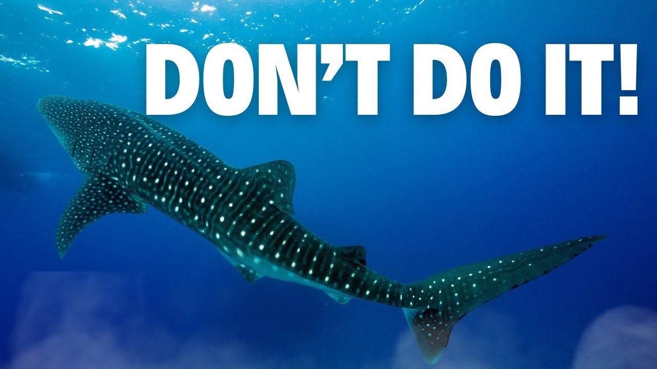 Diving with Oslob Whale Sharks - What Nobody Tells You About the Experience?