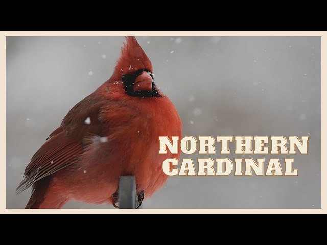 Pronúncia de vídeo de cardinal em Inglês