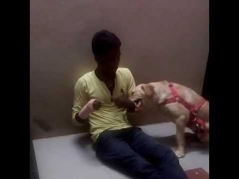 Dhara dog playing