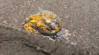 Fact or Fiction – it’s SO HOT you can cook an egg on the sidewalk!