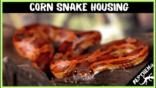 Corn Snake Housing Requirements You Need To Know!