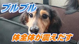 おやつが欲しすぎて震えだすカニンヘンダックスフンド