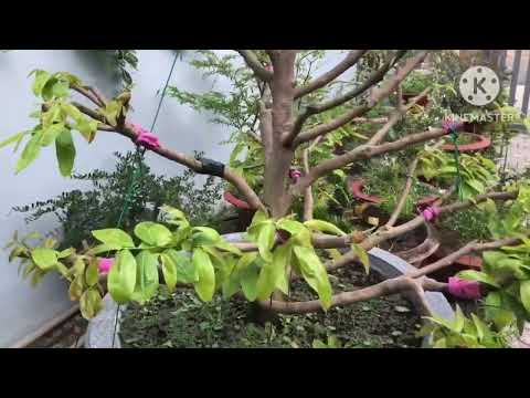 Cắt đôn mai vàng sau hơn 1 tháng