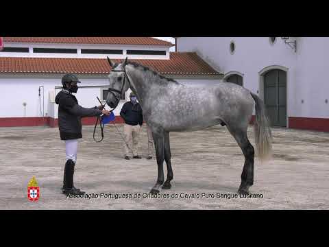 9 Niquel por David Amorim